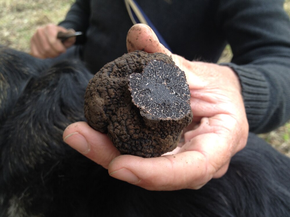 Harvesting truffles in a secret location in northern New South Wales