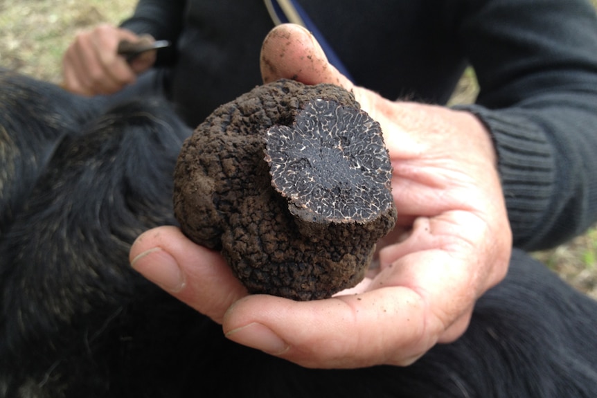 Bruce holds a truffle that has been sliced open to see inside.