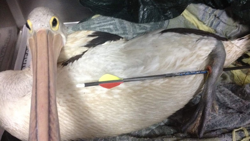 Pelican shot in leg with arrow