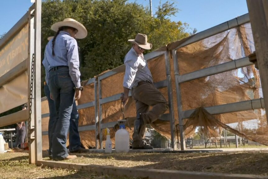 Two people wearing jeans, shirt and hat, one scrubbing shows, stand in front of fenced off cattle
