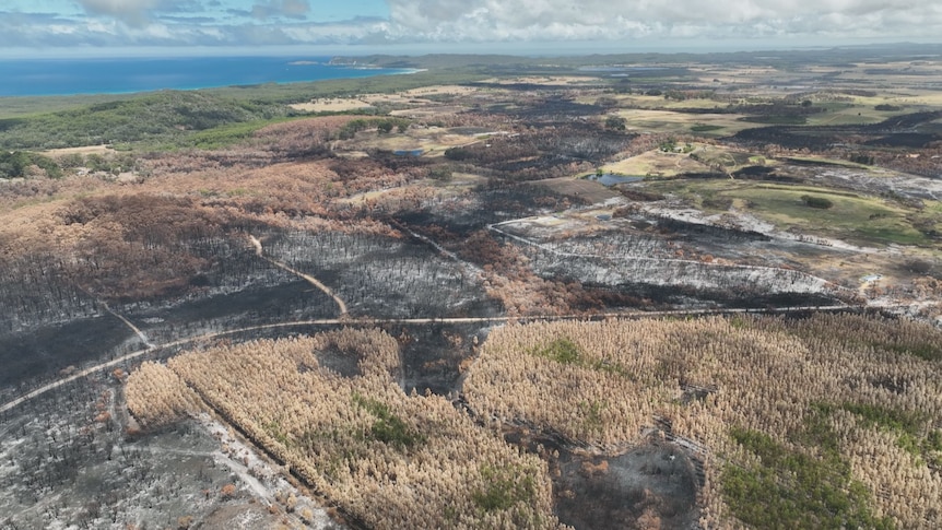 An aerial drone shot of the burnt area, with large patches of blackened trees with the ocean in the background 