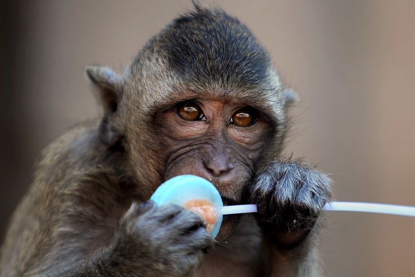 A monkey licks a lollipop