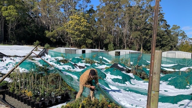 Peter Douglas, owner of Red Dragon Nursery