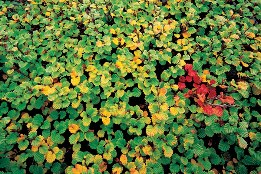 Deciduous beech turning yellow and red in autumn