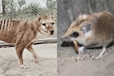A composite image of a Tasmanian tiger and a fat-tailed dunnart.