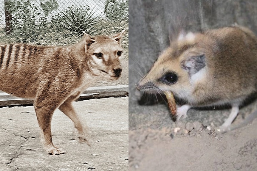 A composite image of a Tasmanian tiger and a fat-tailed dunnart.