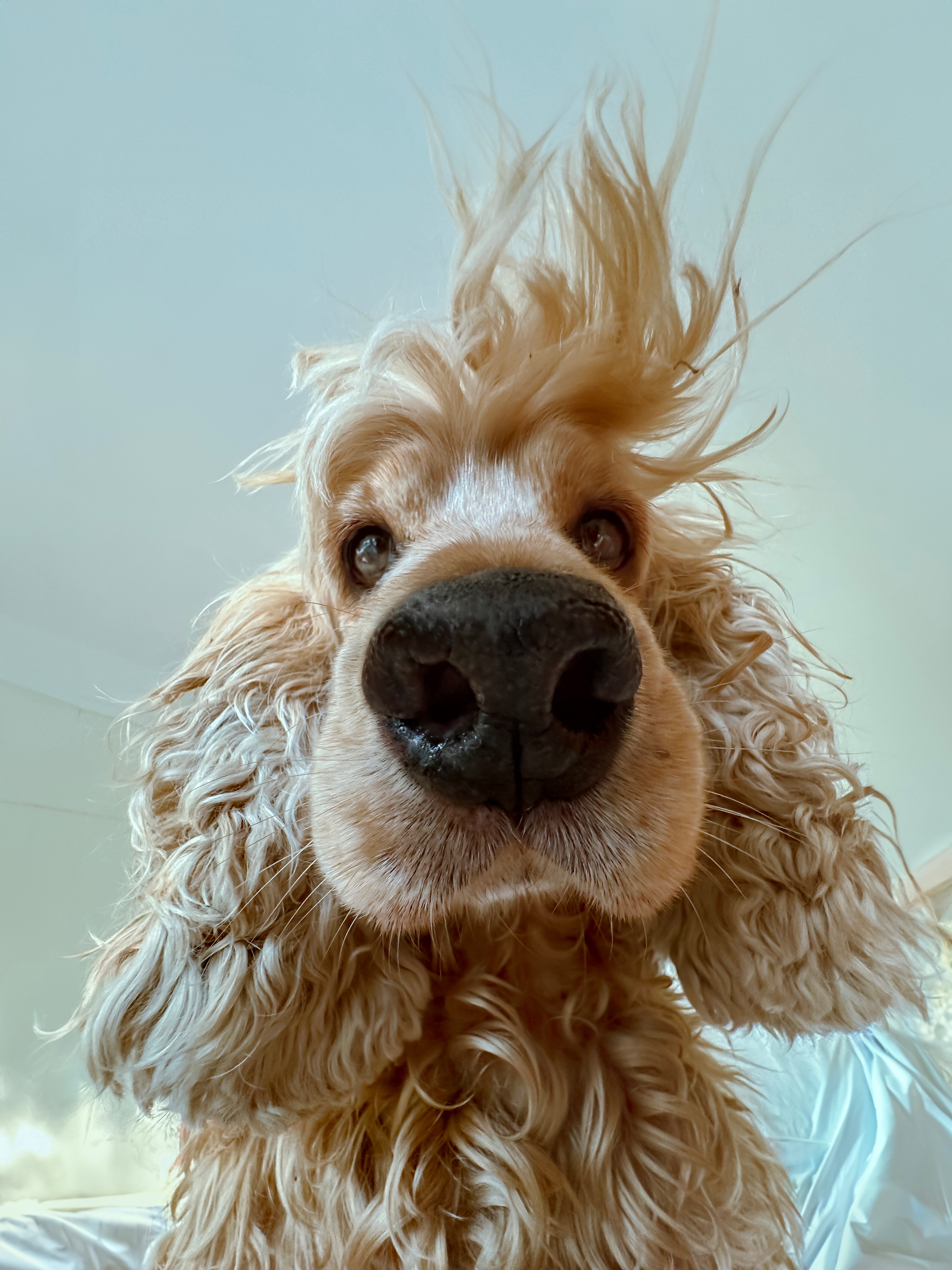 A golden cocker spaniel looking face down into the camera