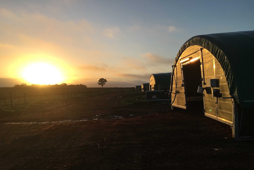 Dome shaped chicken coops in a line as the sun rises at Fox River establishment