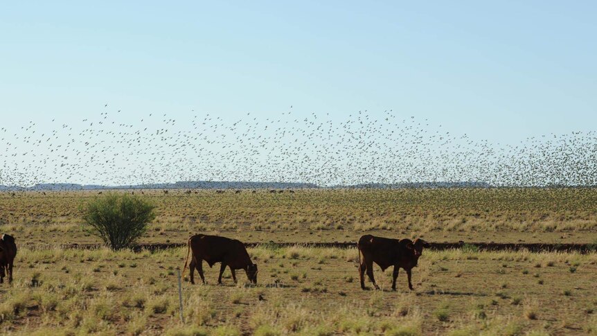 Thousands of budgerigars fly past cows in a field.