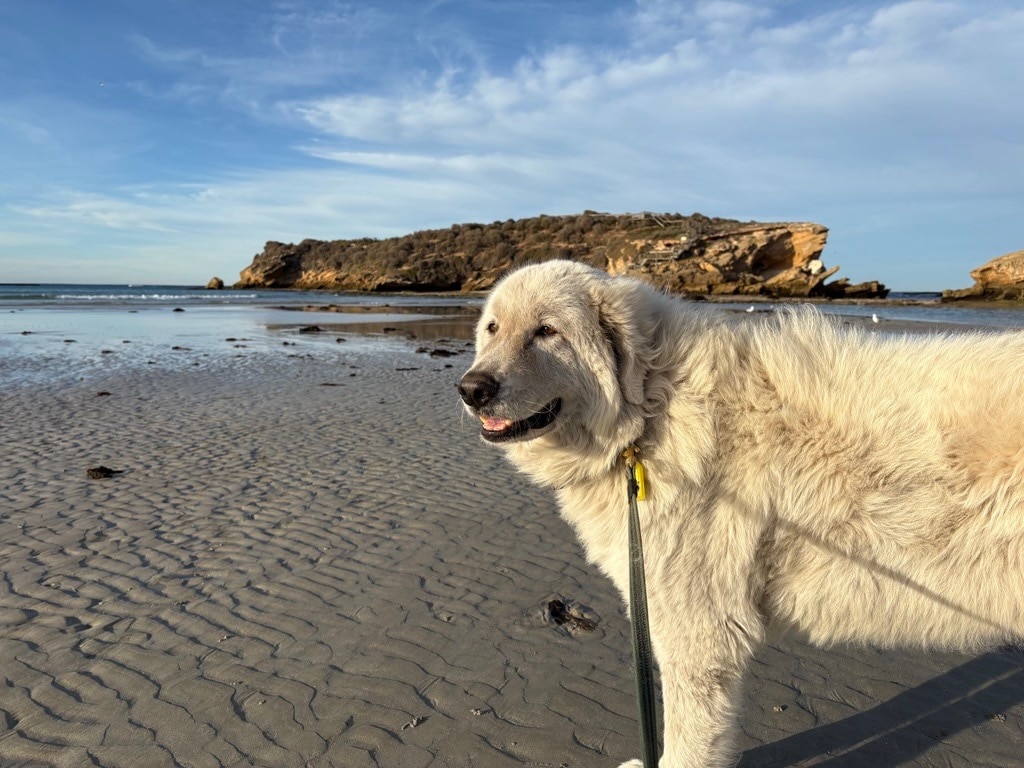 A maremma dog is standing on the beach in front of a narrow channel of water, and a rocky island in the distance.