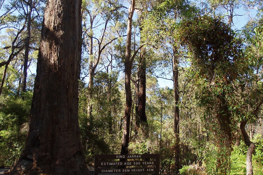 King Jarrah tree in Western Australia
