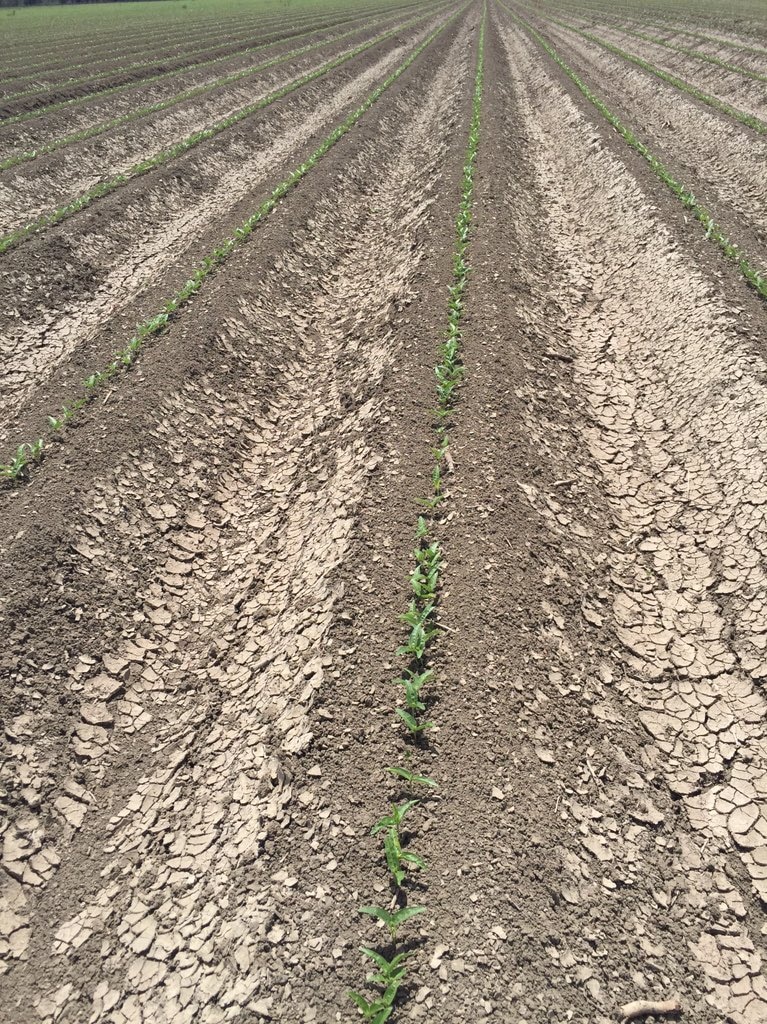 Green shoots of mungbeans in a ploughed field at Mungindi