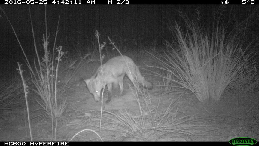 An image of a fox at a bait mound during the Darawakh control project, which was captured by a motion-activated camera.