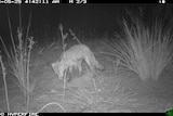 An image of a fox at a bait mound during the Darawakh control project, which was captured by a motion-activated camera.