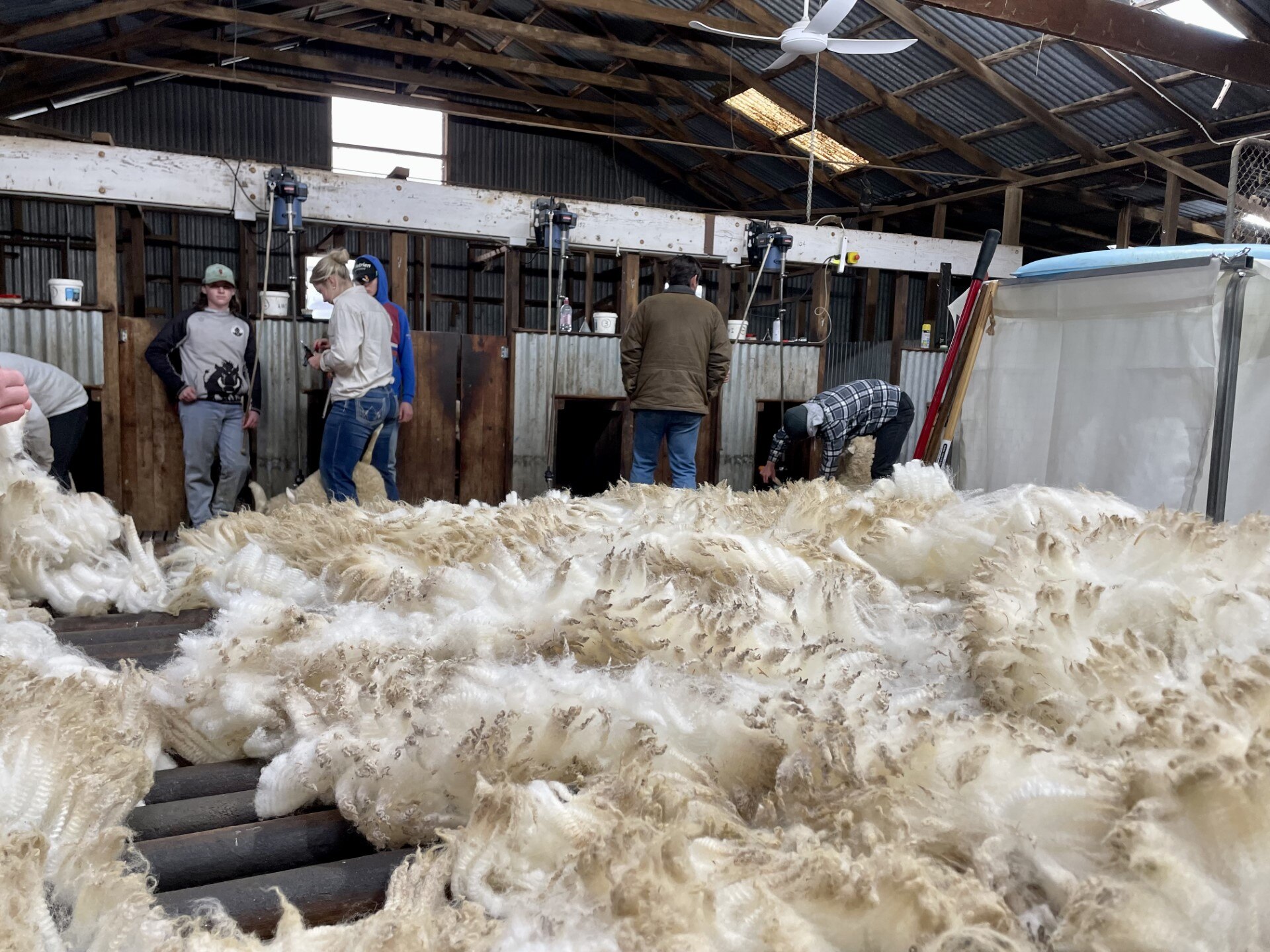 It's hard, physical work but meet the young generation of shearers and ...