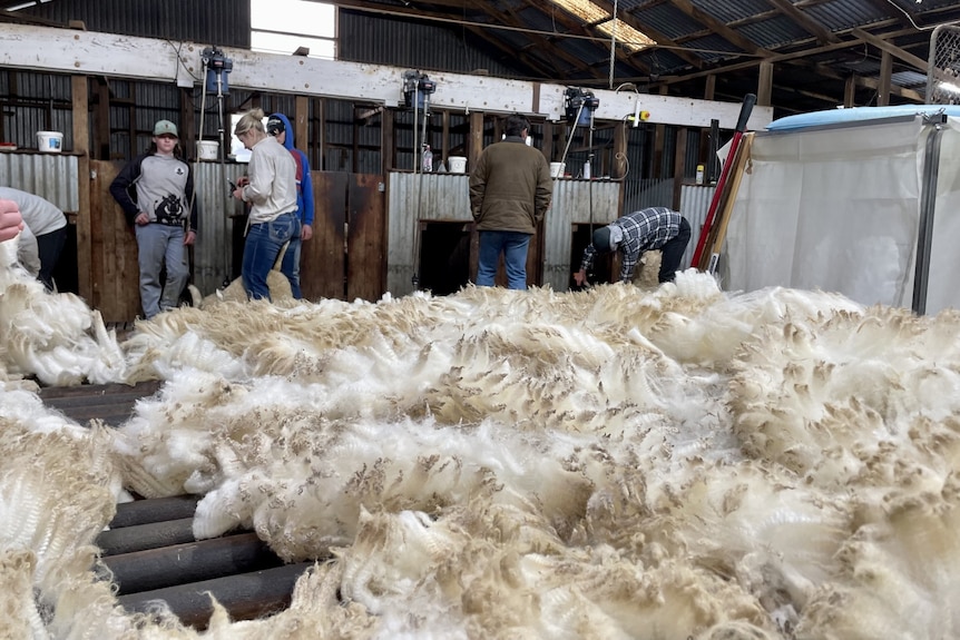 A wool fleexe in the foreground with people standing and shearing in the background.