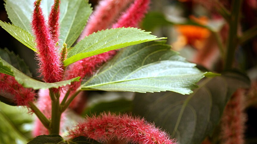 A tropical plant with large green leaves and long spiky red flowers