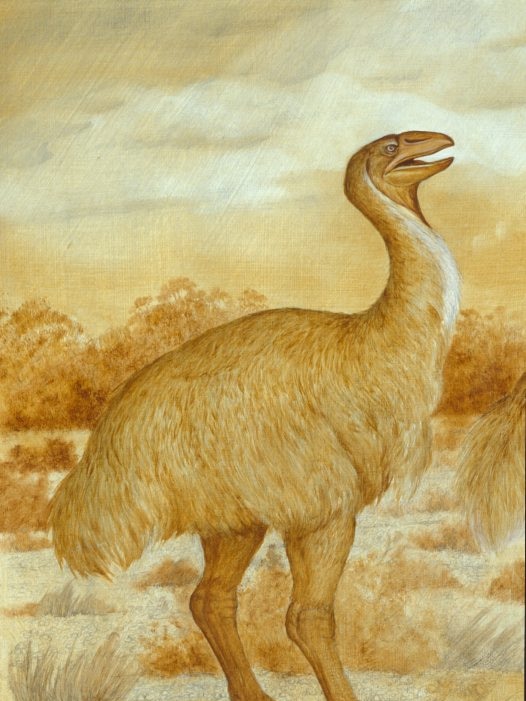 The bird lived in the dry grasslands and woodlands of southern and eastern Australia.