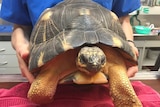 The radiated tortoise was stolen in 2011, when it was the size of a small plate.