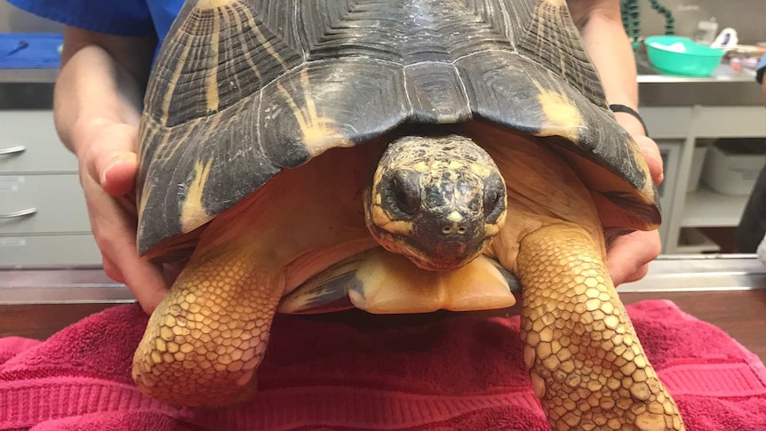 The radiated tortoise was stolen in 2011, when it was the size of a small plate.