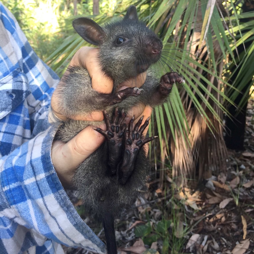 A person's hand holds onto a black-footed tree rat in bushland, with the marsupial's feet outstretched.