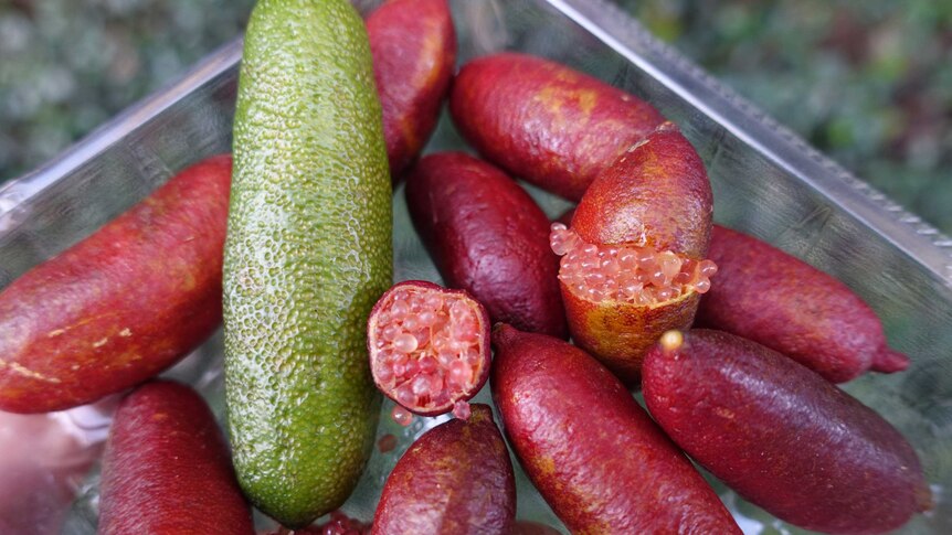 A close up of finger lime fruit, both green and red