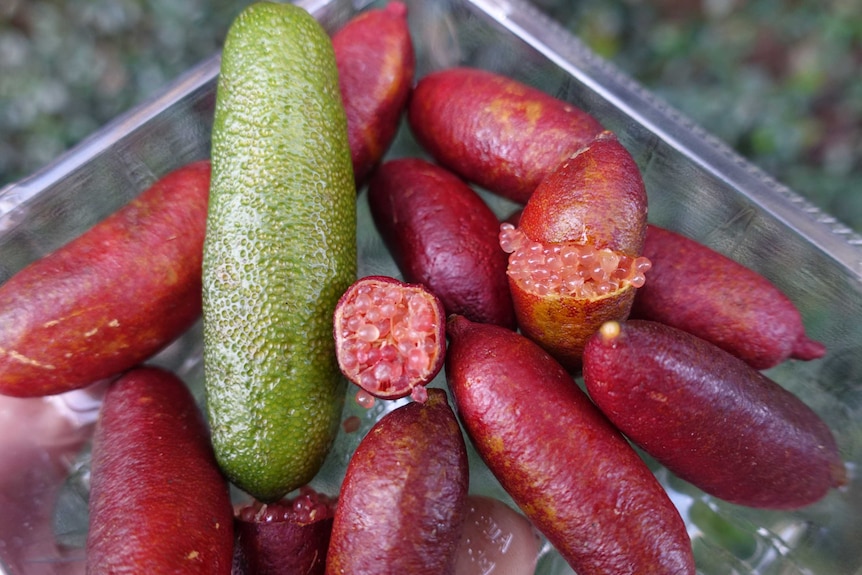 A close up of finger lime fruit, both green and red