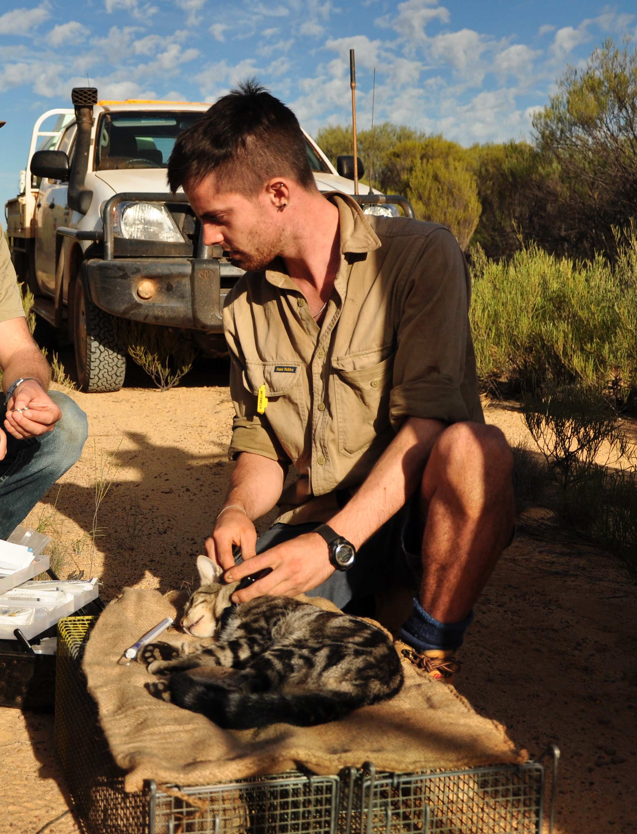 Feral cats - introduced killing machines eating their way through ...