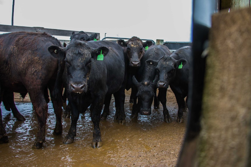 Cattle in yards about to board a truck.