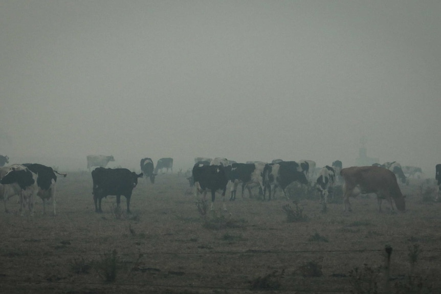 Cattle in a smoky paddock after a bushfire.