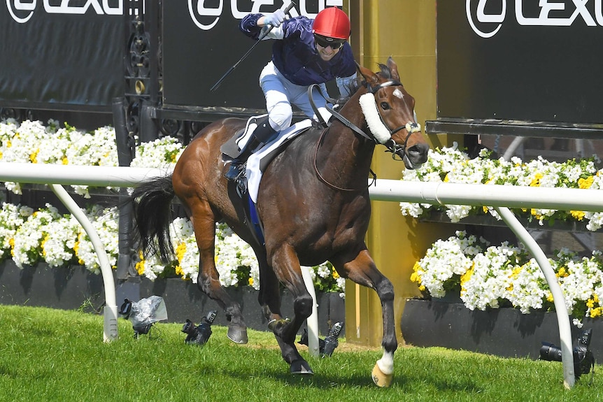 A jockey raises his whip in triumph as he rides his horse past the post to win the Melbourne Cup.