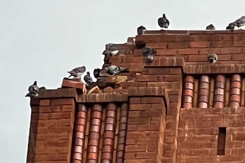 Pigeons on a church tower
