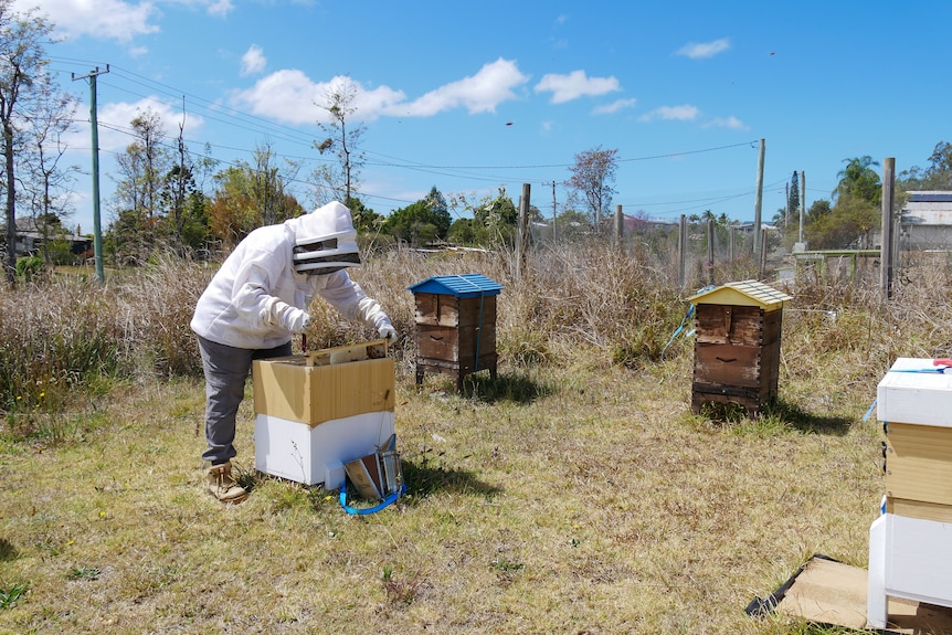 A beekeeper in a bee suit checking a beehive. 