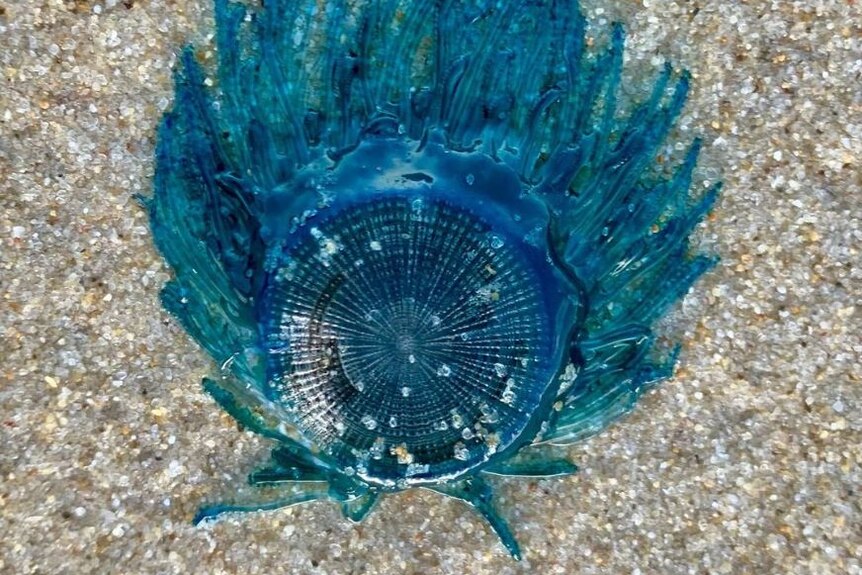 A round blue jellyfish-like creature with fringe blue tentacles lying on the sand. 