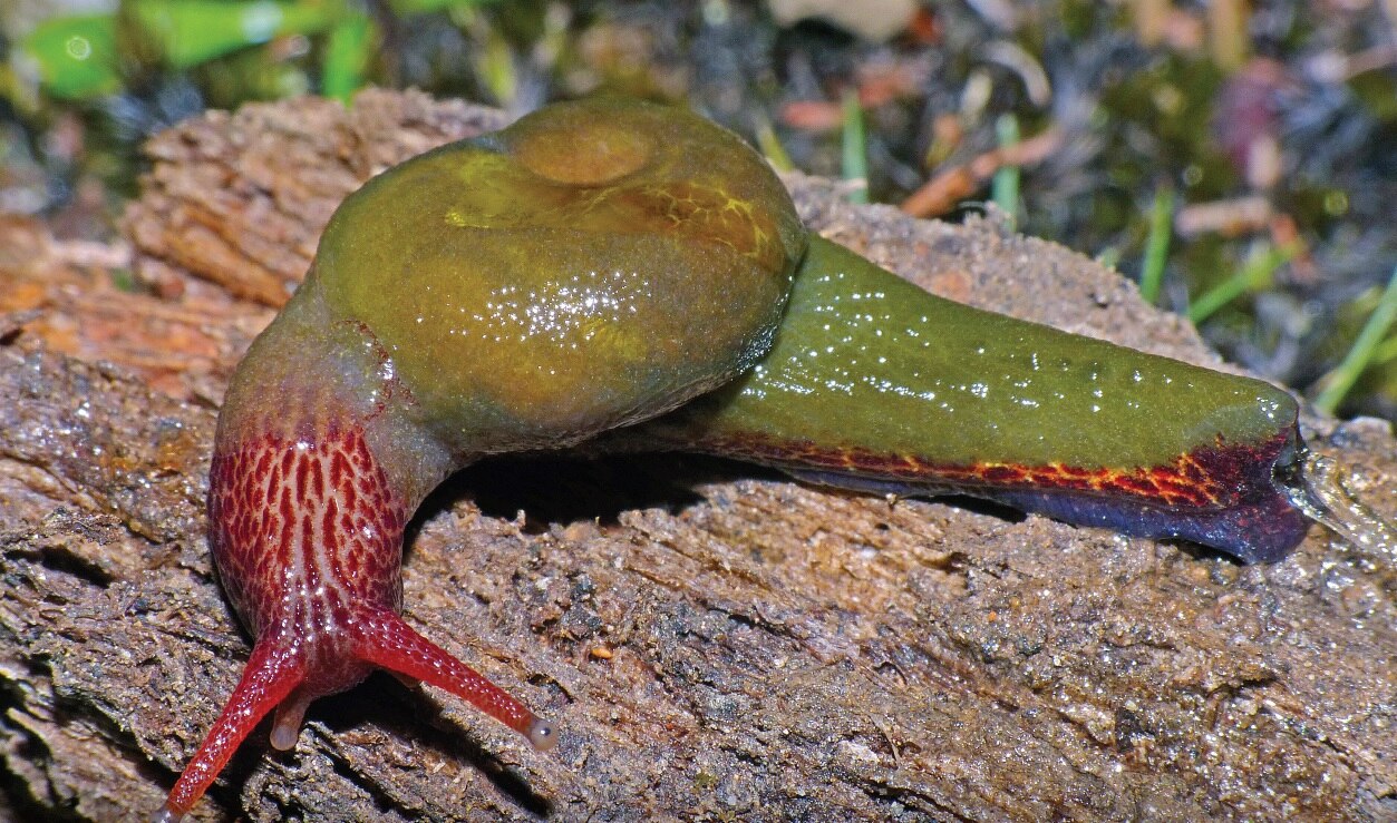 Sir David Attenborough: The many animals named after the beloved