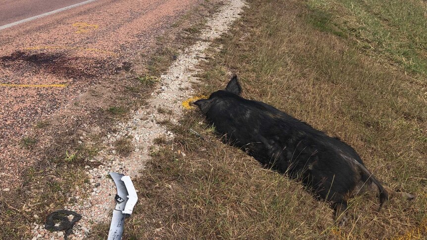 Dead black feral pig on the side of a road.