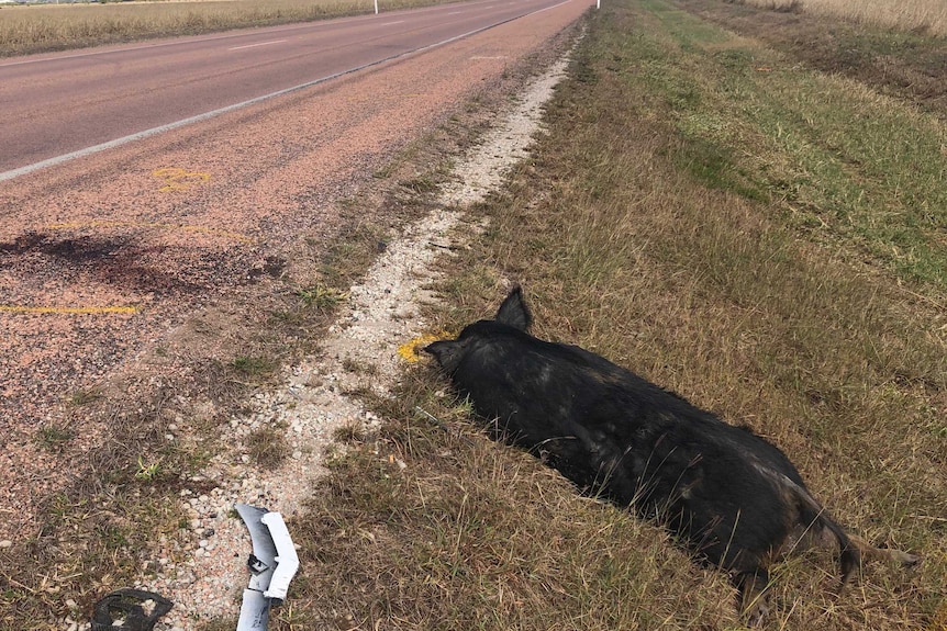 Dead black feral pig on the side of road