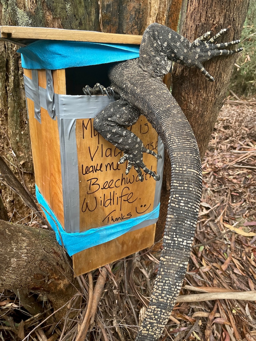 Huge lace monitor lizard tail and back legs can be seen protruding from a large bird box in bushland