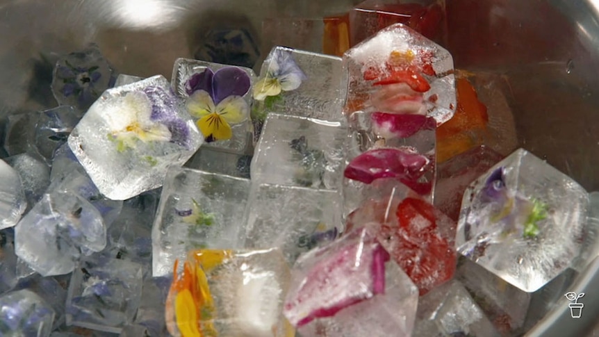 Icecubes with flowers frozen in the centre.