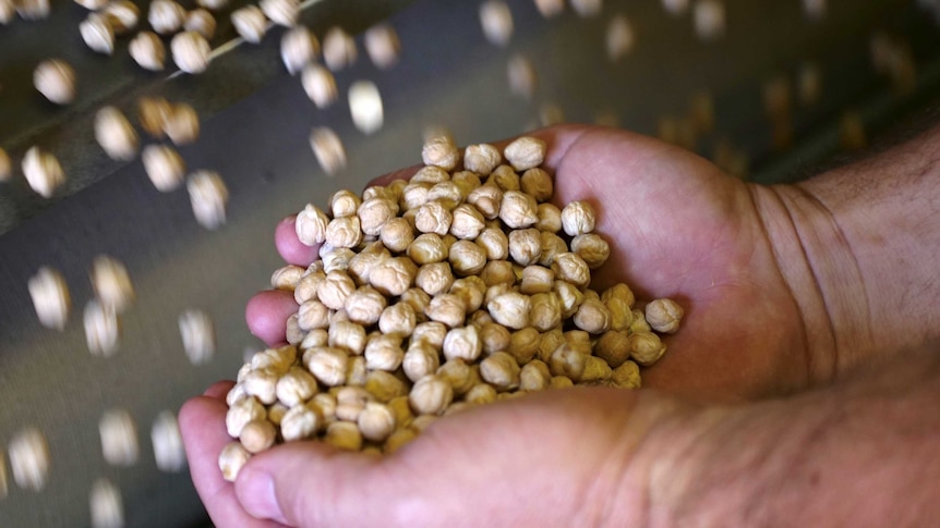 A handful of Ord River chickpeas over the grading machine