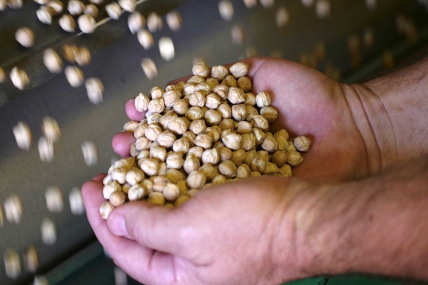 A handful of Ord River chickpeas over the grading machine