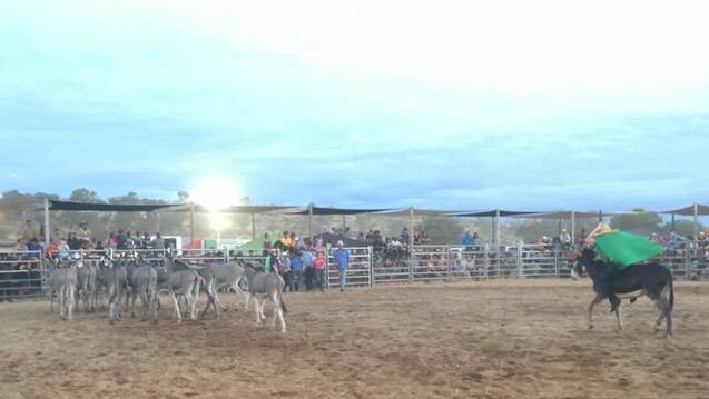 Competitor racing in a heat of the Aileron Rodeo Mexican donkey race