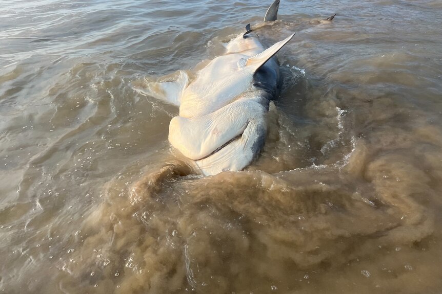 dead shark upside down washed into the shallows on the beach