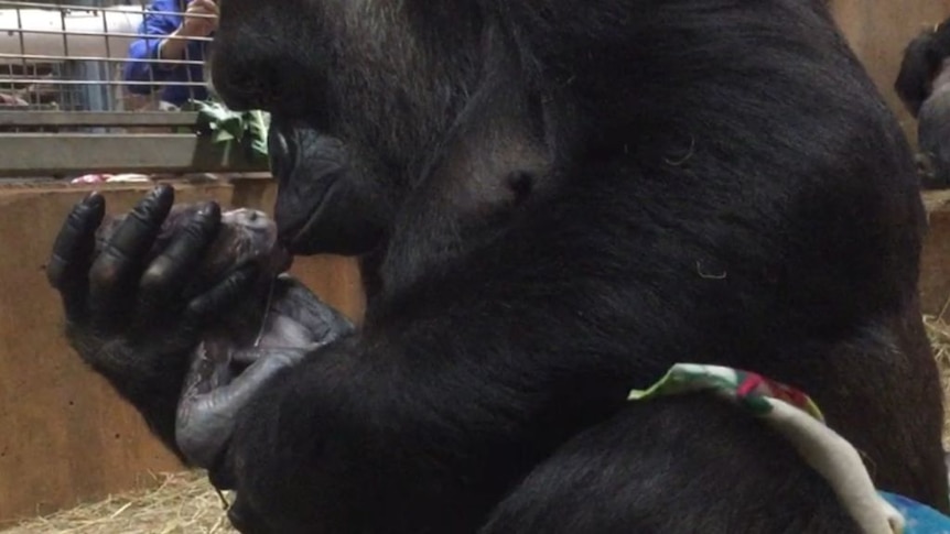 Calaya and Moke western lowland gorillas after birth in Smithsonian zoo in 2018.
