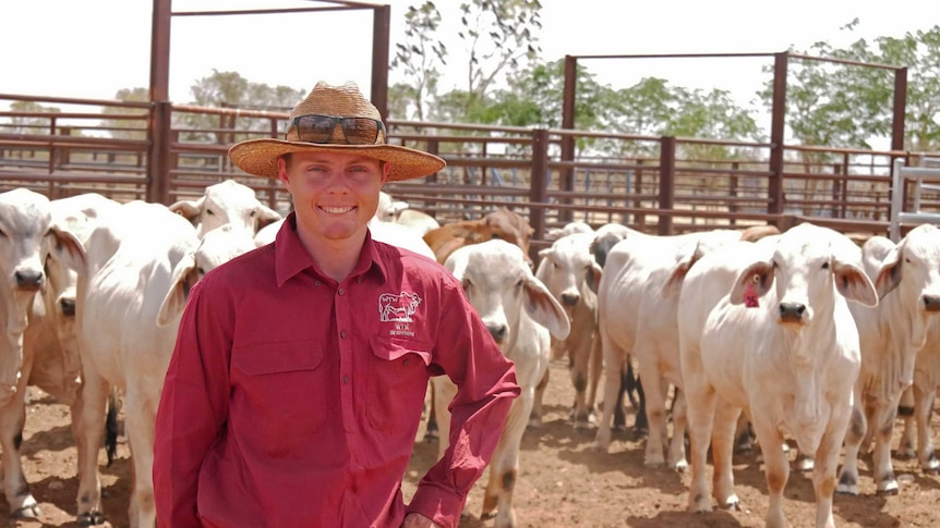 A man stands in a stockyard with Brahman cattle.