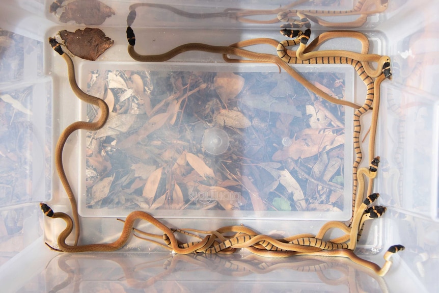 11 Eastern Brown snake hatchlings in the bottom of a clear plastic tub.