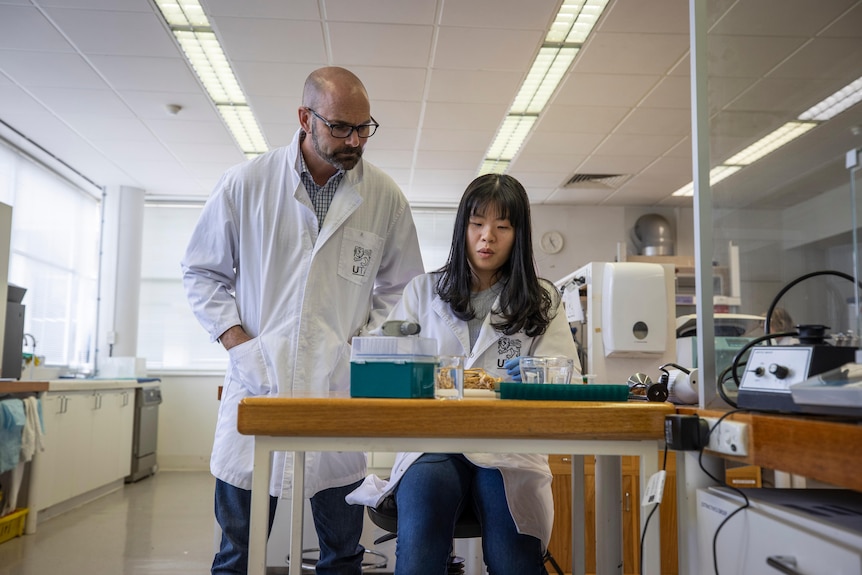 Professor Dugald Close and PhD student Hui Law sit at a lab bench looking over a gnarly brown root.