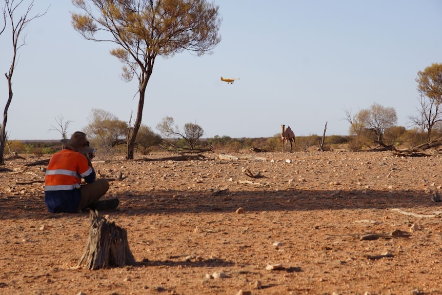 A grazier sits on the ground in the Gibson Desert taking aim at a camel.