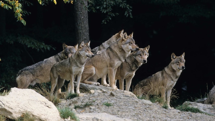 Rewilding the Grey Wolf - ABC Radio National