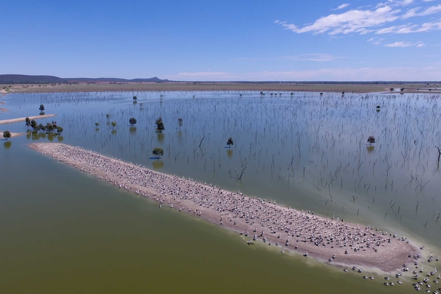 An island crowded with pelicans, in the middle of a lake